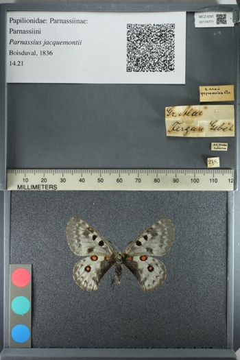 Media type: image;   Entomology 174771
